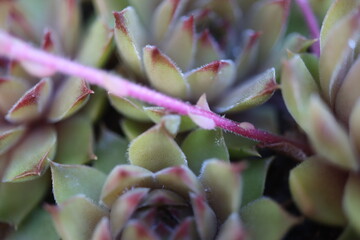 Sempervivum Gelber Stern Rojnik