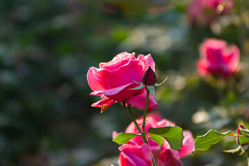 아름다운 장미꽃