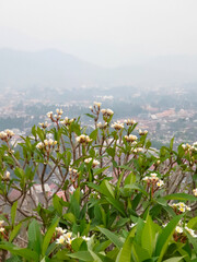 Frangipani flowers in bloom with a mist and distant mountains in the background
