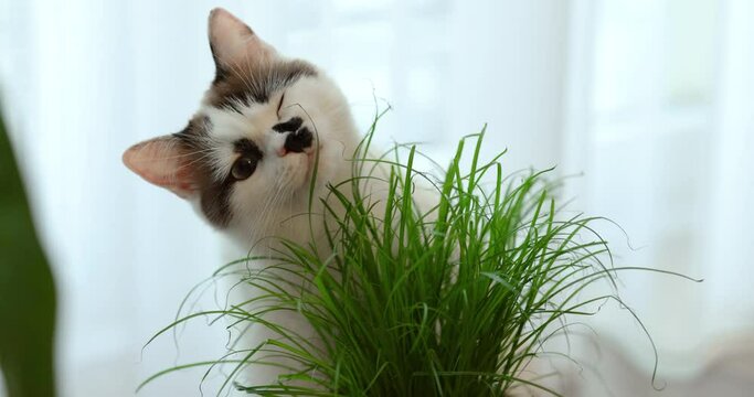 Beautiful cute grey fluffy cat eating fresh green grass on windowsill. Pet grass. Sprouted oats. Health of Pets. Care pets concept.