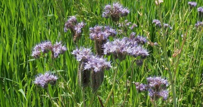Phacelia tanacetifolia | Lacy phecelia - Fernleaf Fiddleneck - Tansy-leaf phacelia - Blue purple tansy - Scorpion weed. Gracefully nodding flowers blue bell-shaped with long whiskery stamens
