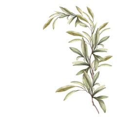 Olive tree branch. Watercolor twig with long, pointed, thin, green leaves. Botanical hand drawn illustration. Nature mediterranean clipart for label, cards, package paper. Isolated white background. © Bartol_art