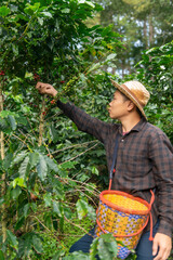 Fototapeta premium Organic Arabica coffee with farmer's harvest Hand harvesting arabica coffee berries by farmer Workers harvest Arabica coffee berries in northern Thailand. Harvest concept.