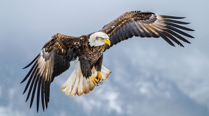 Award Winning National Geographic rule of thirds, photograph of a majestic eagle in flight, minimalist, plain sky blue background, ultra realistic photo, left in frame The powerful