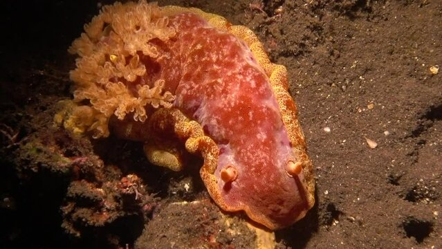 Spanish Dancer Nudibranch