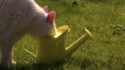 Pet cat drinking from yellow watering can in garden
