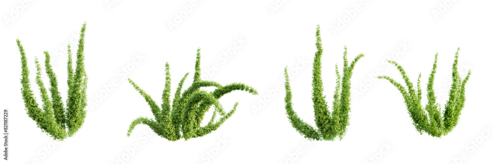 Poster set of foxtail fern isolated on transparent background. 3d render.