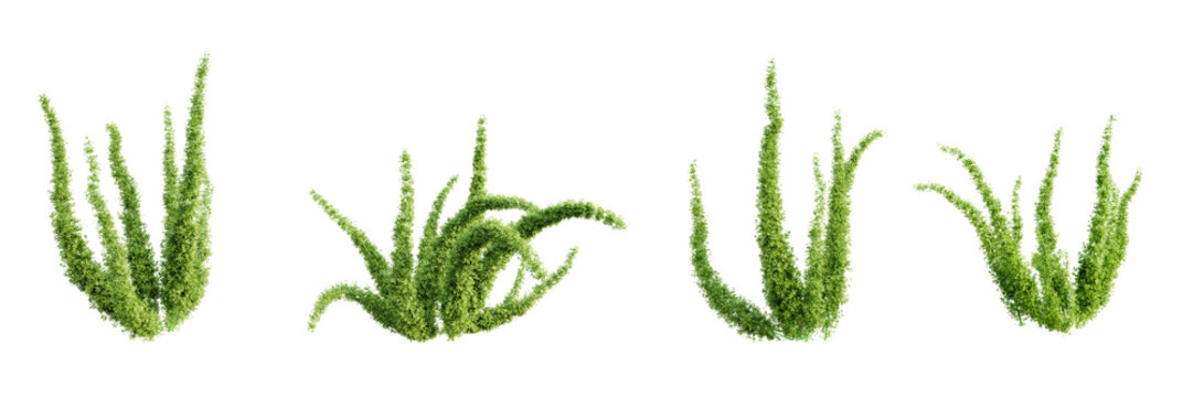 Set of foxtail fern isolated on transparent background. 3D render.