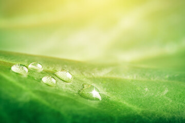 macro photography of sparkling dew drops on a green fresh leaf. copy space