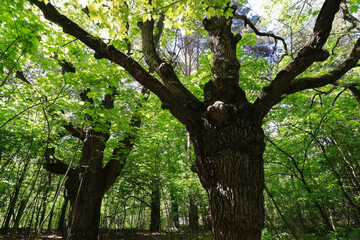 Fototapeta premium Big mapple tree with green leaves