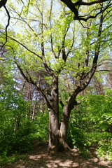 Fototapeta premium Big oak tree with green leaves