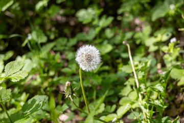A single white flower with a yellow center is the main focus of the image