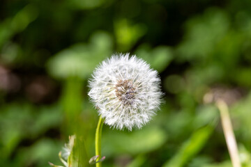 A single white flower with a yellow center is the main focus of the image