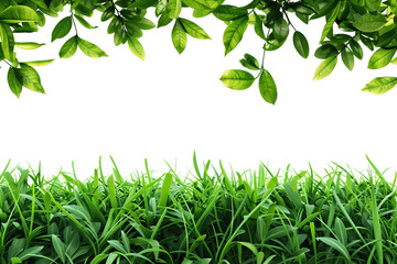 Fototapeta premium green leaves background