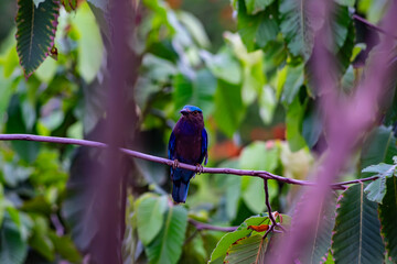 Purple winged Roller (Coracias temminckii) bird on tree animal wildlife in forest
