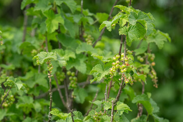 Green currant fruits on a twig.
