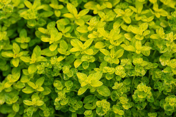 Oregano green bright leaf herb.