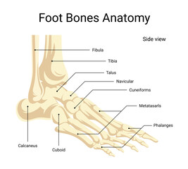 anatomy of human foot bones side view