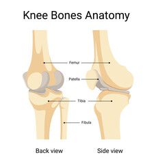 anatomy of human knee bone side and back views