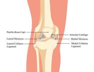 Human knee diagram design for medical