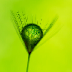 Gota de rocío sobre semillas de diente de león