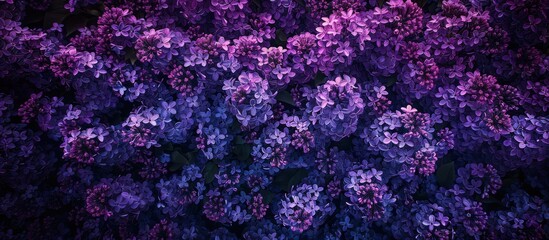 A photo of purple flowers.