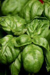 fresh spinach leaves, nacka,sverige,sweden,sverige,Mats