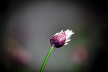 flower on a green background, nacka,sverige,sweden,sverige,Mats