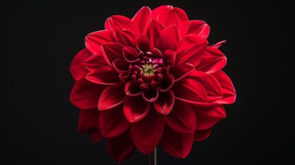 A red dahlia flower in full bloom, isolated and displayed on a black background, with every petal sharply defined and vibrant.