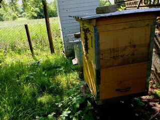 Beehives in an apiary with bees. An old wooden yellow beehive in an apiary, on the wall of which...