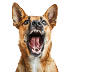 Portrait of Aggressive dog showing teeth with angry emotion isolated on background, harmful of pet attack.