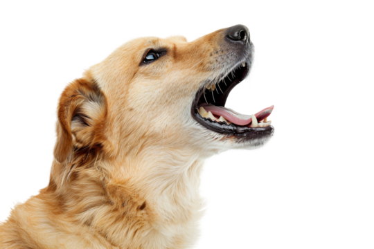 Portrait of barking dog that look dangerous showing teeth with angry emotion isolated on background, harmful of pet attack.