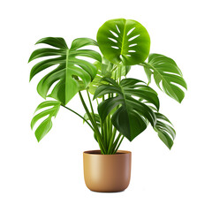 Tropical green plant in a flower pot isolated on transparent background.
