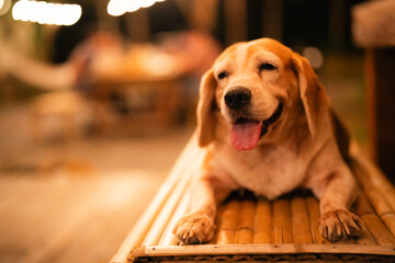 Adorable Young Puppy at Home: A Portrait of a Friendly and Fun Dog, Showing Off Its Purebred Breed...