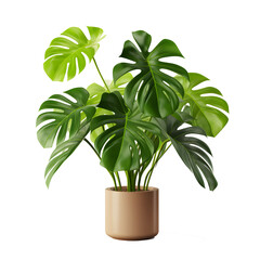 Tropical green plant in a flower pot isolated on transparent background.