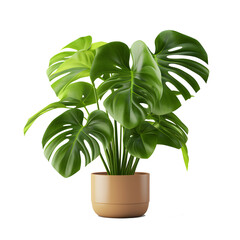 Tropical green plant in a flower pot isolated on transparent background.