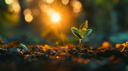 A young plant sprouts from the ground as the sun sets, depicting a symbol of hope and new beginnings