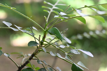 A Common Mormon butterfly's chrysalis hanging underneath a curry leaf stem