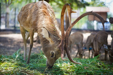 Young male brown Sambar deer standing in blurred crowd  background and chewing grass , it is feeding time. At the zoo in Thailand.