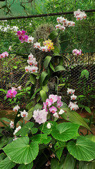 Bunch of different colored beautiful Phalaenopsis Orchids Blooming together