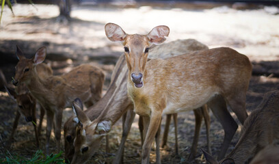 Young female brown Sambar deer in the group standing in blurred nature background. Deer chewing grass and looking at the camera. At the zoo in Thailand, it is feeding time.