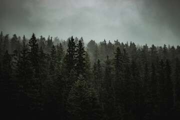 a tree line in front of a dark forest with some foggy sky