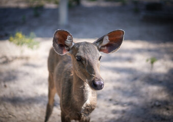 Young female brown Sambar deer standing on blurred nature background at the zoo in Thailand.