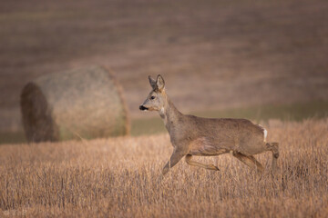 a deer is running through the tall grass field as a bale of hay stands