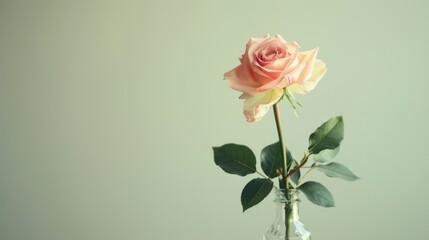 Fototapeta premium Single pink rose in a clear vase, perfect for romantic and minimalist themes.