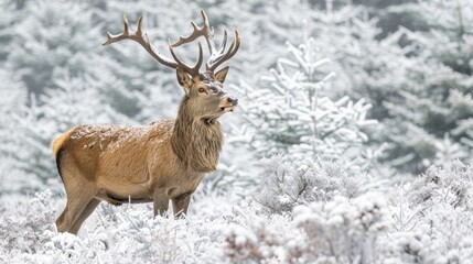 Majestic stag in snowy forest, perfect for wildlife documentaries and winter season content.