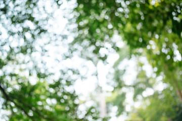 Sunlight Filters Through Green Leaves in a Forest: A Natural, Blurry Bokeh Background Highlights the Bright, Abstract Beauty of Sunlit Foliage on a Summer Day, Emphasizing Earth's Vibrant Colour