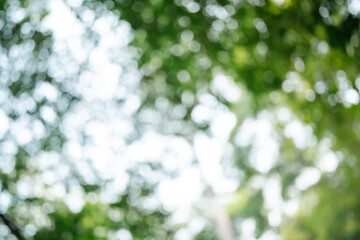 Sunlight Filters Through Green Leaves in a Forest: A Natural, Blurry Bokeh Background Highlights...