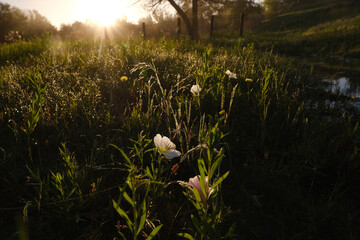 Texas land at sunrise with dew droplets on wet grass and wildflowers during spring season.