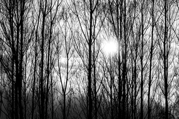 The light of the sun shines through the silhouette of the trees.